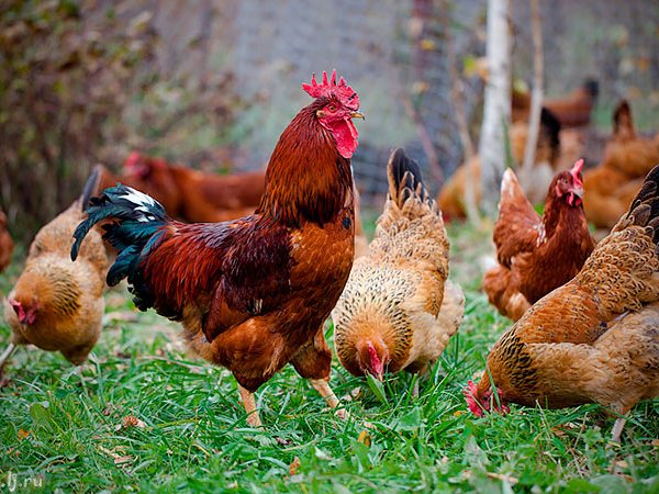 Породы куриц | ЗооТом - продажа, вязка и услуги для животных в Новоуральске