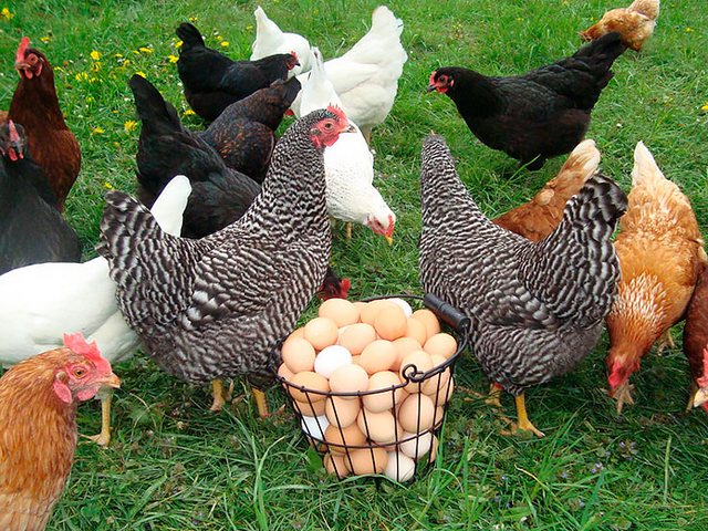 Содержание кур и уход за ними | ЗооТом - продажа, вязка и услуги для животных в Новоуральске