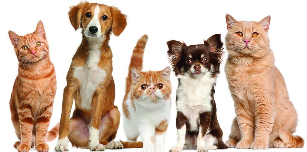 Доска объявлений о животных | ЗооТом - продажа, вязка и услуги для животных в Новоуральске