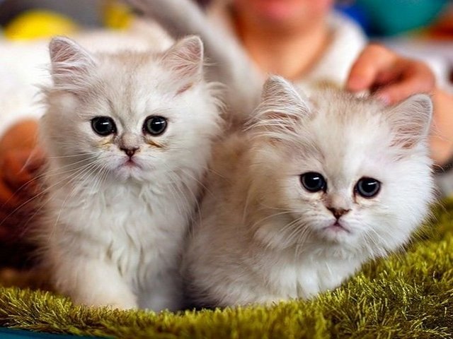 Породы кошек в Новоуральске | ЗооТом портал о животных