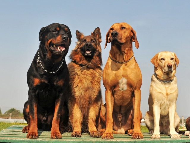 Крупные породы собак в Новоуральске | ЗооТом портал о животных
