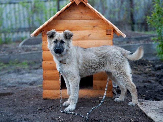 Все о собаках в Новоуральске